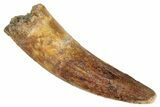 Fossil Premaxillary Spinosaurus Tooth - Real Dinosaur Tooth #286723-1